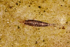 Pedetontus saltator