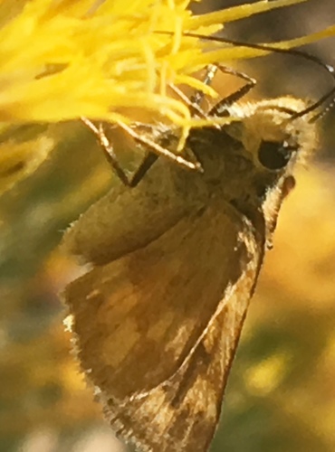 iNaturalist observation photo of Woodland Skipper