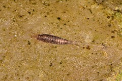 Pedetontus saltator