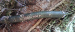 Eupanacra