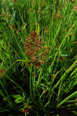 Cyperus denudatus