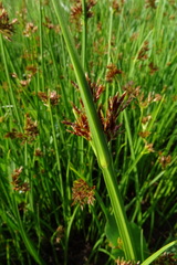Cyperus denudatus