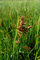 Cyperus denudatus