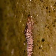 Pedetontus saltator