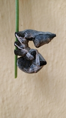 Eudocima hypermnestra