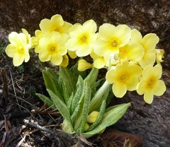 Primula strumosa