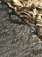 Phoenicolacerta laevis