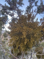 Phoradendron bolleanum densum
