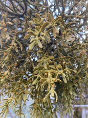 Phoradendron bolleanum densum