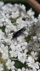 Bilyaxia maculicollis