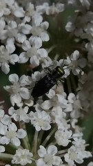Bilyaxia maculicollis