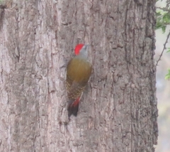 Chloropicus griseocephalus