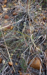 Wahlenbergia cinerea