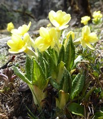 Primula strumosa
