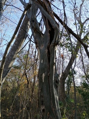 Chloroleucon mangense