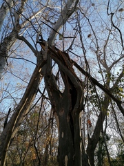 Chloroleucon mangense