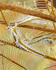 Lomanotus vermiformis