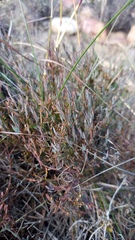 Muraltia muraltioides