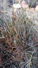 Muraltia muraltioides