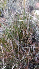 Muraltia muraltioides