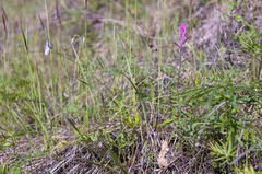 Castilleja rubra
