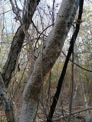 Maclura tinctoria