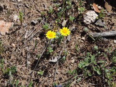 Helianthemum ledifolium
