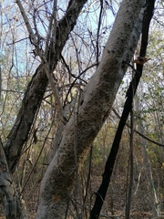 Maclura tinctoria
