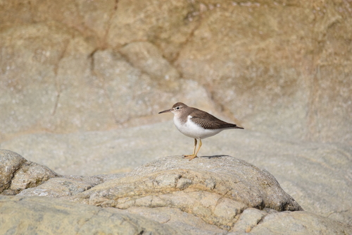 Andarríos maculado (Actitis macularius)