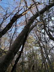 Maclura tinctoria