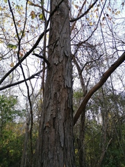 Pterocarpus acapulcensis