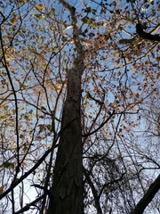 Pterocarpus acapulcensis