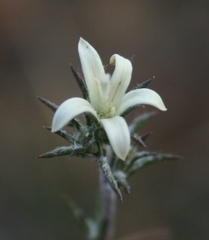 Wahlenbergia cinerea