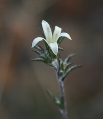 Wahlenbergia cinerea