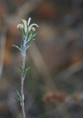 Wahlenbergia cinerea