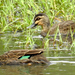 Island Black Duck - Photo (c) desertnaturalist, some rights reserved (CC BY), uploaded by desertnaturalist