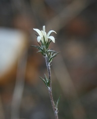 Wahlenbergia cinerea