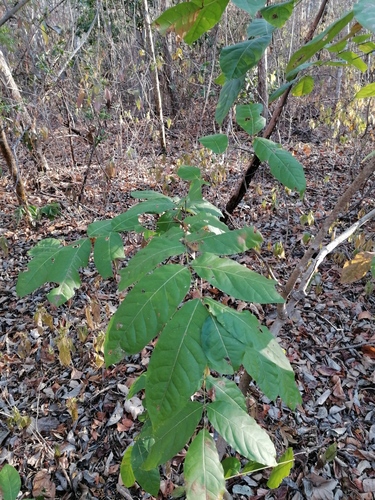 Pacific Coast mahogany (Swietenia humilis)