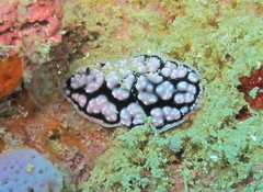 Phyllidiella pustulosa