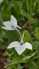 Ecbolium glabratum
