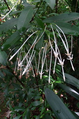 Oxyanthus