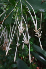 Oxyanthus
