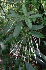 Oxyanthus
