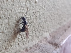Camponotus mus