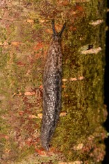 Philomycus flexuolaris