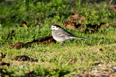 Motacilla alba