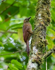 Dendrocolaptes picumnus