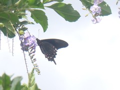 Papilioninae
