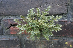Asplenium ruta-muraria
