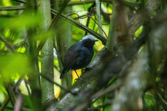 Myrmoborus leucophrys